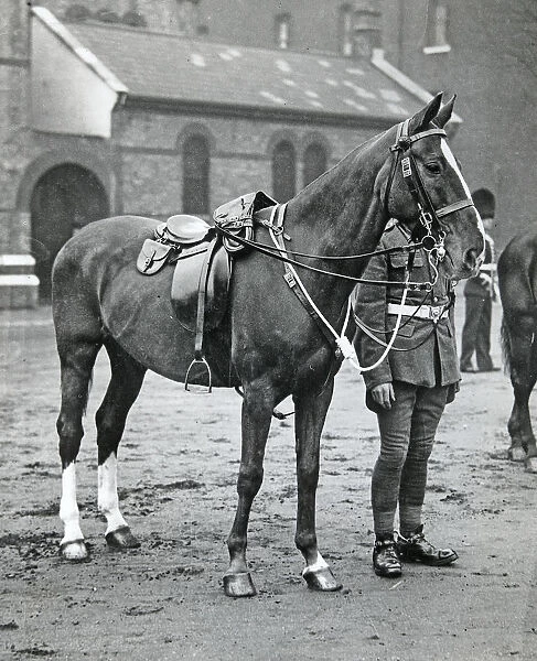 horse, Album 83, Grenadiers2878