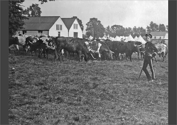1910 bisley manoeuvres cattle grazing