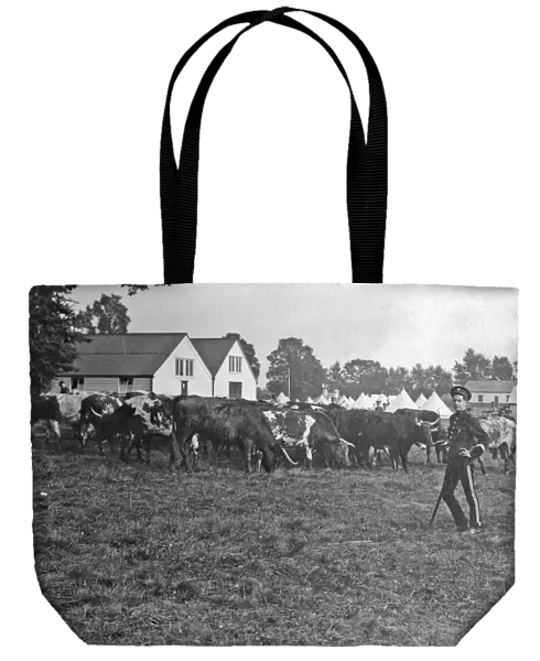 1910 bisley manoeuvres cattle grazing
