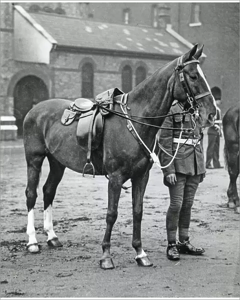 horse, Album 83, Grenadiers2878
