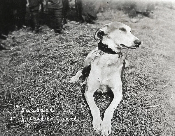 sausage (dog), Album 28, Grenadiers1128
