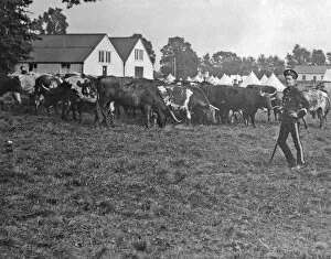 1900's UK Collection: 1910 bisley manoeuvres cattle grazing