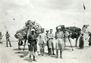 1930s Egypt Gallery: camel transport