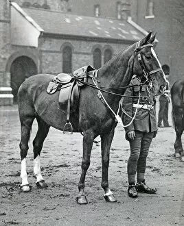 1920s Collection: horse